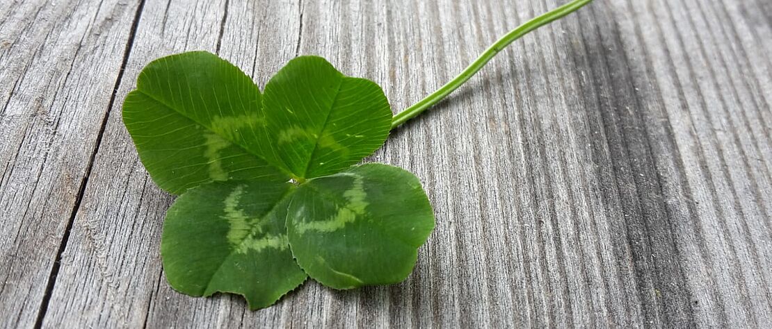 Vierblättriges Kleeblatt